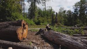 Best Fruit Tree Pruning  in Woodland, CA
