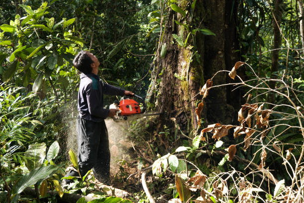 Best Tree Disease Treatment  in Woodland, CA