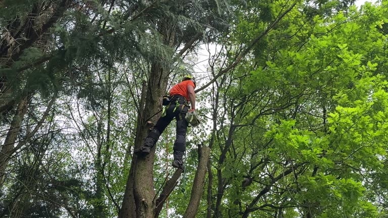 Best Tree Mulching  in Woodland, CA