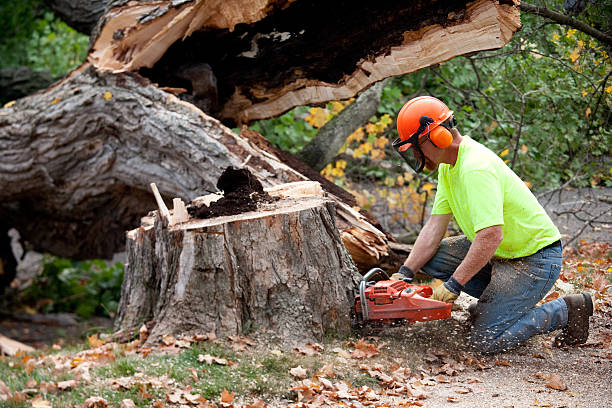 Best Arborist Consultation Services  in Woodland, CA